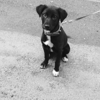 Labrador Retriever, Köpek  Zeyna fotoğrafı