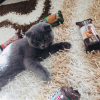 Scottish Fold, Kedi  Coco fotoğrafı