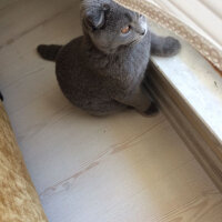 Scottish Fold, Kedi  Coco fotoğrafı