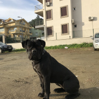 Cane Corso Italiano, Köpek  Marla fotoğrafı