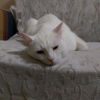 Van Kedisi, Kedi  Fındık fotoğrafı