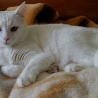 Van Kedisi, Kedi  Fındık fotoğrafı