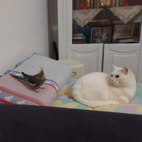 Van Kedisi, Kedi  Fındık fotoğrafı