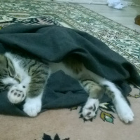 Tekir Kedi, Kedi  incir fotoğrafı