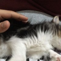 Tekir Kedi, Kedi  Simba fotoğrafı