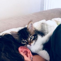 Tekir Kedi, Kedi  Simba fotoğrafı