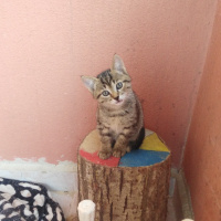 Tekir Kedi, Kedi  Kedicik fotoğrafı
