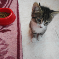 Tekir Kedi, Kedi  Kedicik fotoğrafı