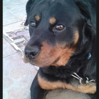 Rottweiler, Köpek  Casur fotoğrafı