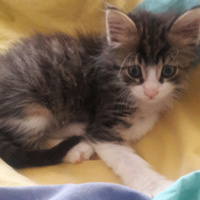 Tekir Kedi, Kedi  Ismini gercek sahibi koymali fotoğrafı