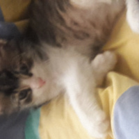 Tekir Kedi, Kedi  Ismini gercek sahibi koymali fotoğrafı