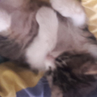 Tekir Kedi, Kedi  Ismini gercek sahibi koymali fotoğrafı