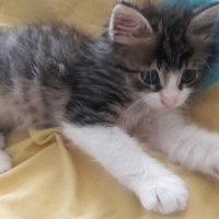 Tekir Kedi, Kedi  Ismini gercek sahibi koymali fotoğrafı