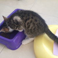 Tekir Kedi, Kedi  Mişa fotoğrafı