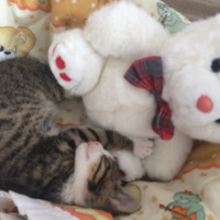 Tekir Kedi, Kedi  Mişa fotoğrafı