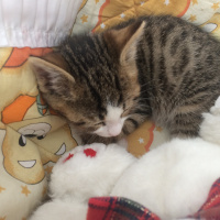 Tekir Kedi, Kedi  Mişa fotoğrafı