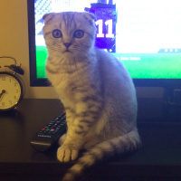 Scottish Fold, Kedi  Çakıl fotoğrafı