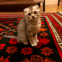 Scottish Fold, Kedi  Çakıl fotoğrafı