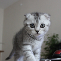 Scottish Fold, Kedi  Çakıl fotoğrafı