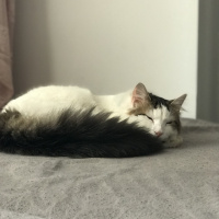 Tekir Kedi, Kedi  Şen Şen fotoğrafı