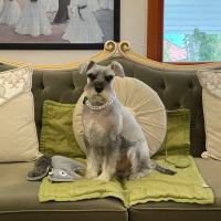 Minyatür Schnauzer, Köpek  MILOU fotoğrafı