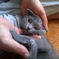 Scottish Fold, Kedi  mia fotoğrafı