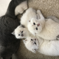 Scottish Fold, Kedi  A fotoğrafı