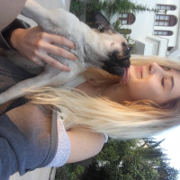 Pug, Köpek  Alice fotoğrafı