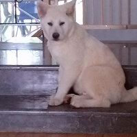 Akita İnu, Köpek  Toru fotoğrafı