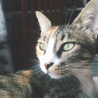 Tekir Kedi, Kedi  Cookie fotoğrafı