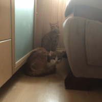 Sarman, Kedi  Tesla fotoğrafı