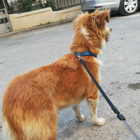 Russian Spaniel, Köpek  Yaris fotoğrafı