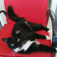 Tuxedo (Smokin) Kedi, Kedi  Afitap fotoğrafı