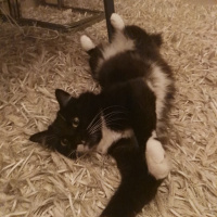 Tuxedo (Smokin) Kedi, Kedi  Afitap fotoğrafı