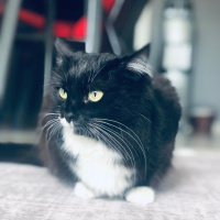 Tuxedo (Smokin) Kedi, Kedi  Afitap fotoğrafı