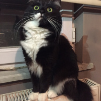 Tuxedo (Smokin) Kedi, Kedi  Afitap fotoğrafı
