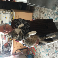 Tekir Kedi, Kedi  Garip fotoğrafı