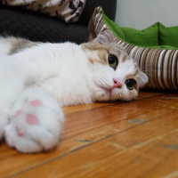 Scottish Fold, Kedi  Gümüş fotoğrafı