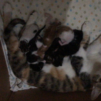 Tekir Kedi, Kedi  Yeni doğan kediler fotoğrafı