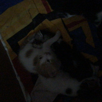 Tekir Kedi, Kedi  Yeni doğan kediler fotoğrafı