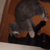 British Shorthair, Kedi  Kömür acil olarak yuva aranıyor fotoğrafı