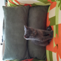 British Shorthair, Kedi  Saskin fotoğrafı