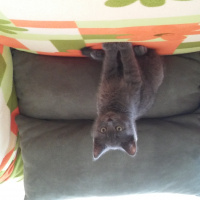 British Shorthair, Kedi  Saskin fotoğrafı