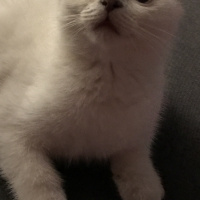 Scottish Fold, Kedi  coco fotoğrafı