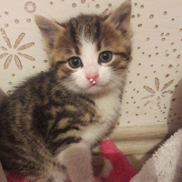 Tekir Kedi, Kedi  Mişa fotoğrafı