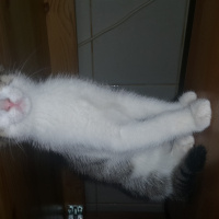 European Shorthair, Kedi  Tommiks fotoğrafı