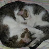 European Shorthair, Kedi  Tommiks fotoğrafı