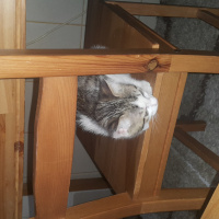European Shorthair, Kedi  Tommiks fotoğrafı