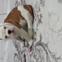 İngiliz Bulldog, Köpek  Daisy fotoğrafı