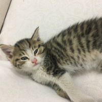 Tekir Kedi, Kedi  Tom fotoğrafı